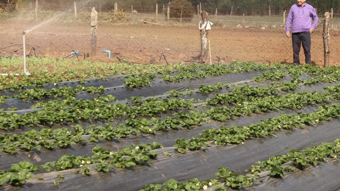 Gobierno decreta emergencia agrícola para 15 comunas de La Araucanía