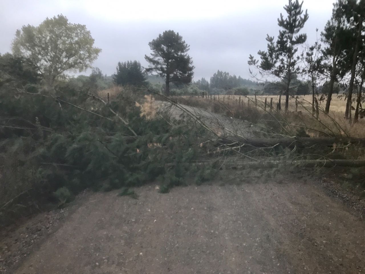 Derribo de árboles provocó bloqueo de ruta en sector de Collipulli
