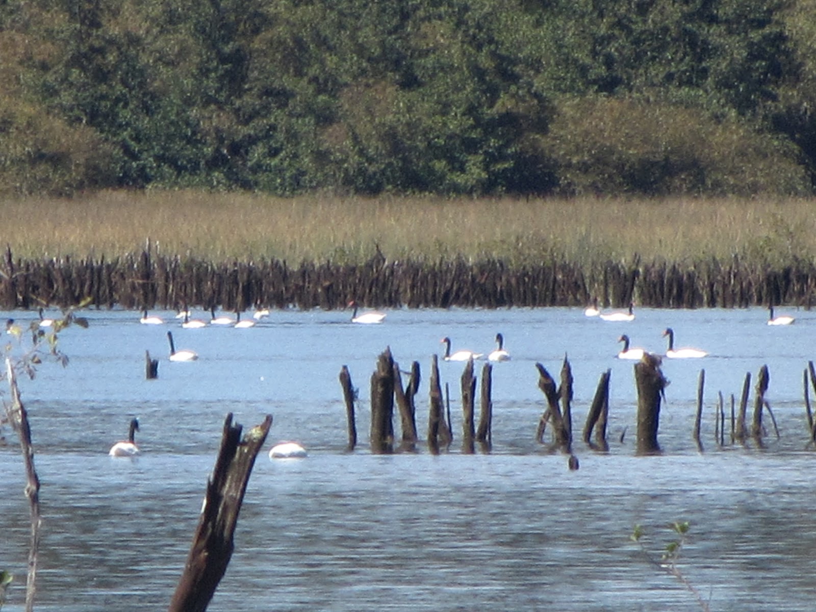 Estero Coihueco: un nuevo humedal protegido en La Araucanía