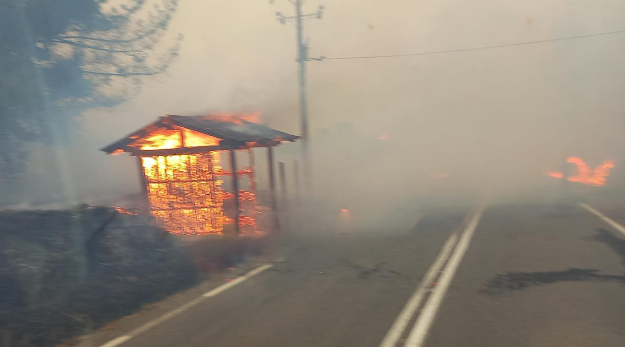 Incendio forestal en Nueva Imperial deja a más de 600 personas afectadas