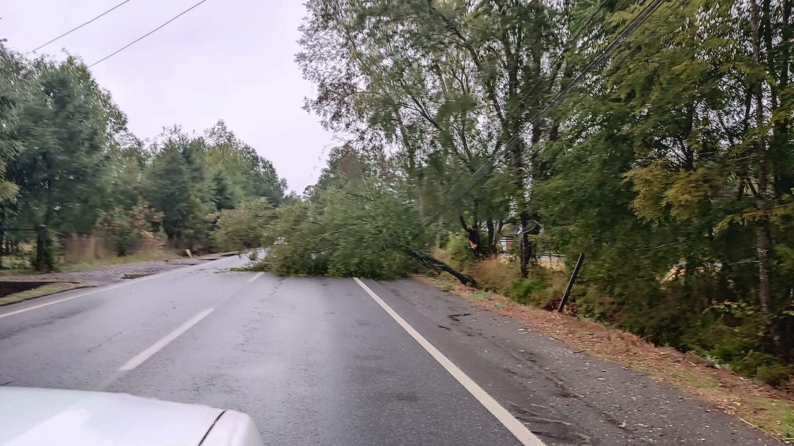 Árbol caído en la ruta Villarrica Ñancul