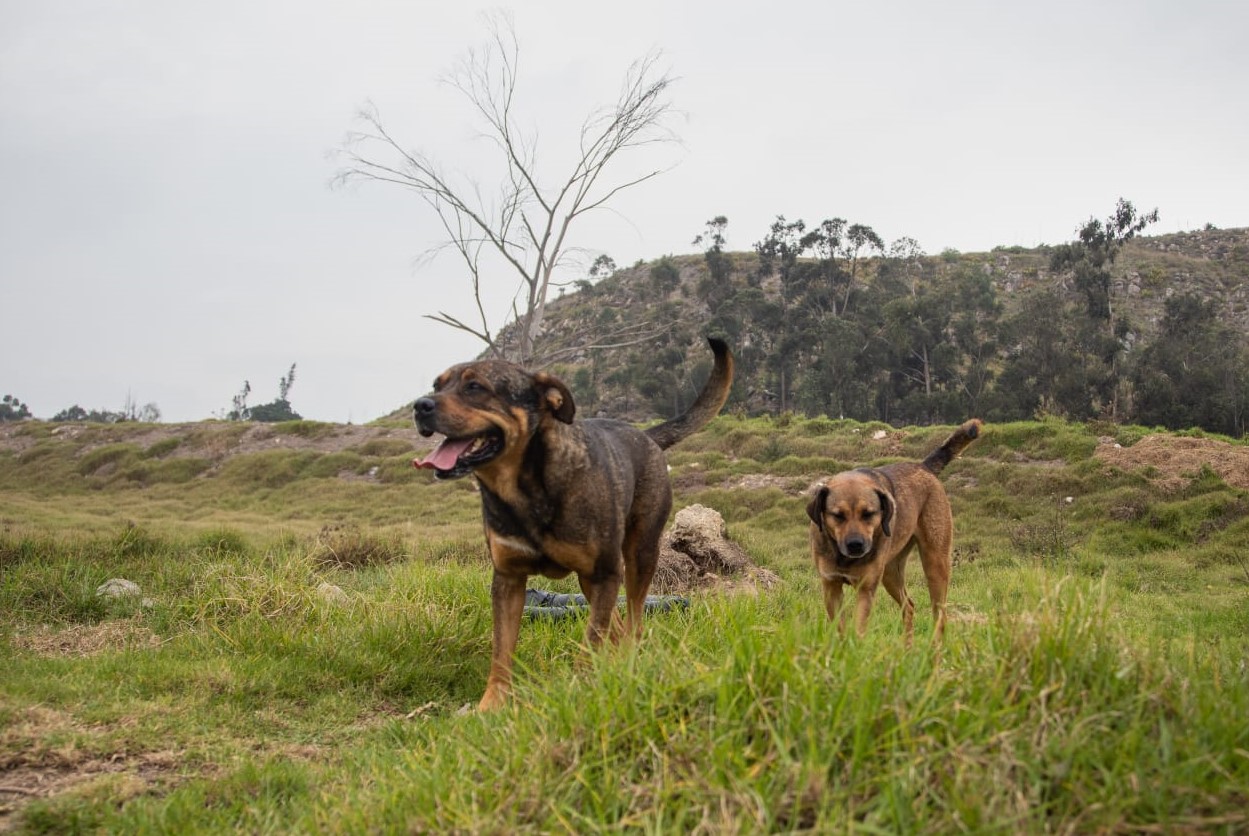 Alerta en Temuco: Aumento de perros ferales amenaza salud pública y ganadería