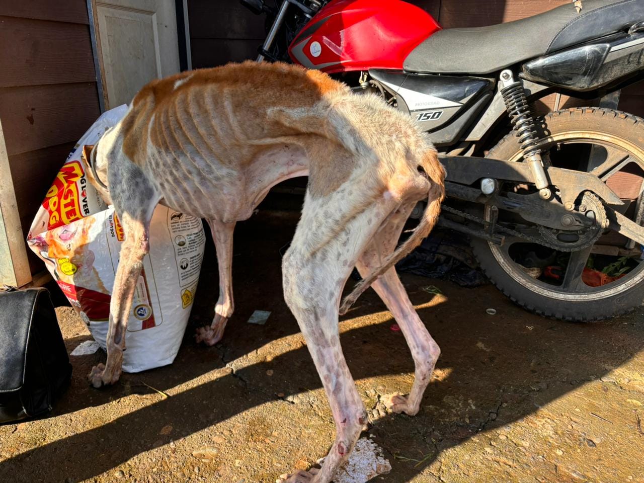 PDI Temuco rescata a galgo en estado de desnutrición extrema y detiene a responsable