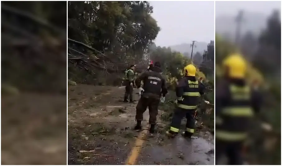 Bomberos escapan de milagro tras caída de árbol en zona lacustre