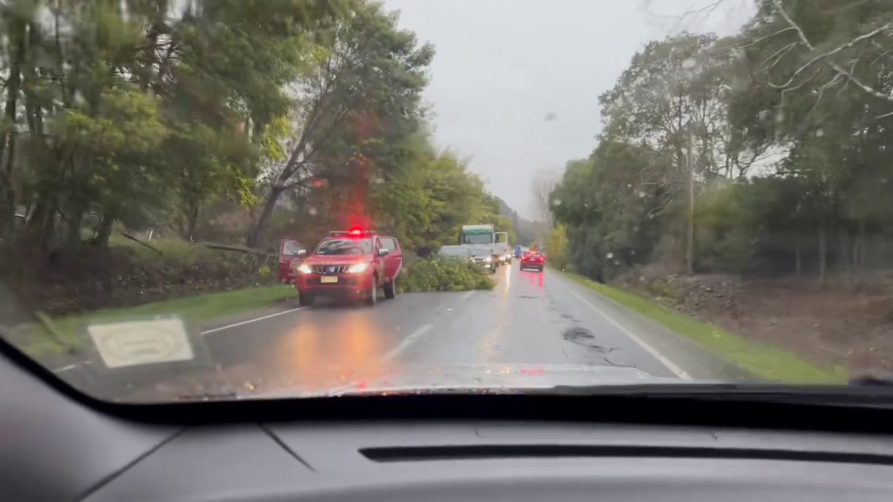 Caída de árbol genera congestión vehicular en la ruta Villarrica Freire