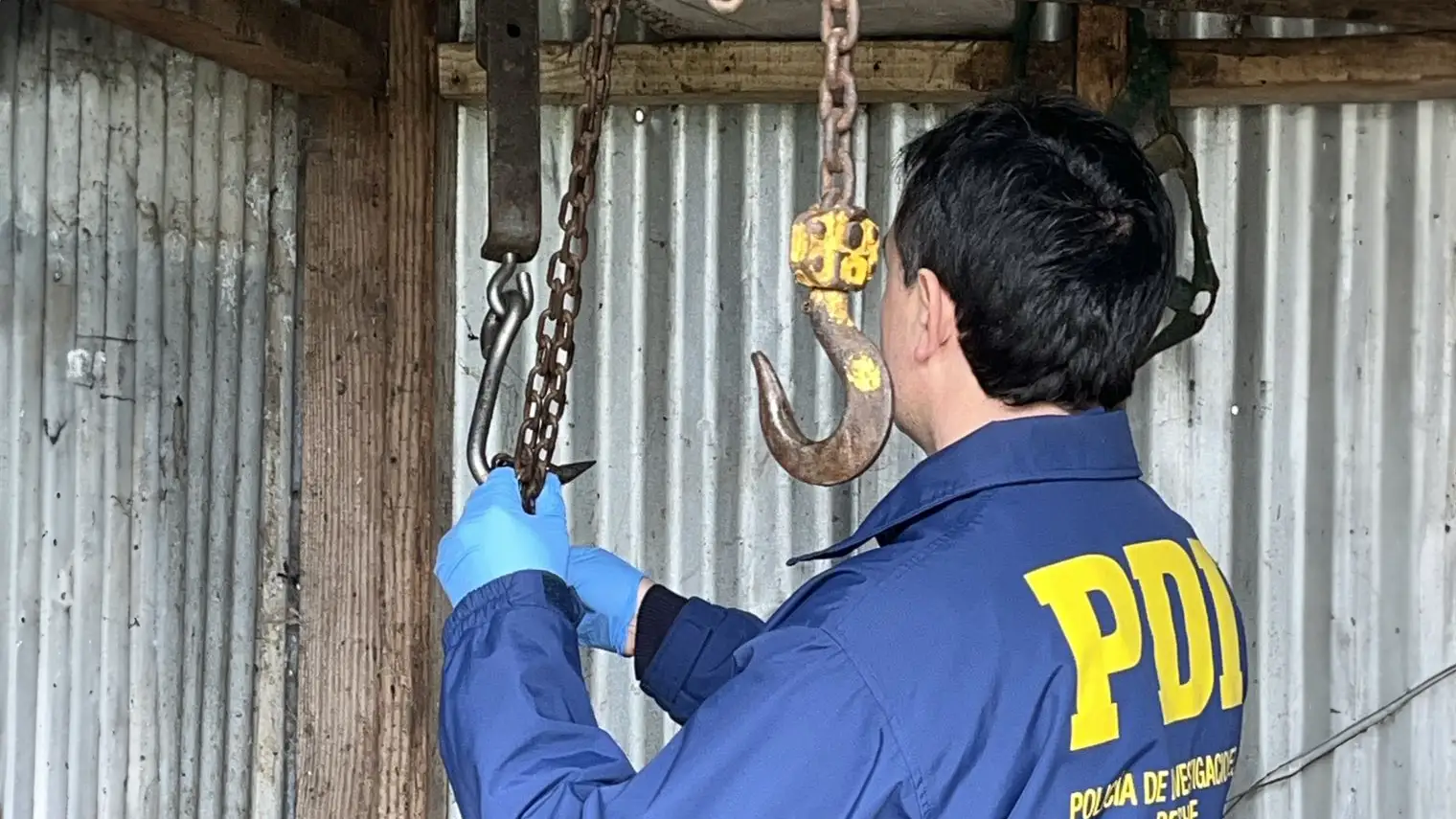 Gracias a una denuncia ciudadana, clausuran matadero clandestino en Quepe