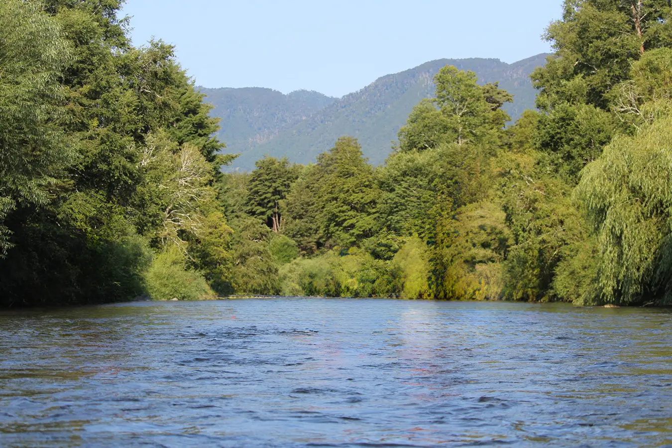 Hallan cuerpo en el río Liucura mientras investigan si corresponde a Valentín Merino, joven desaparecido hace 24 días