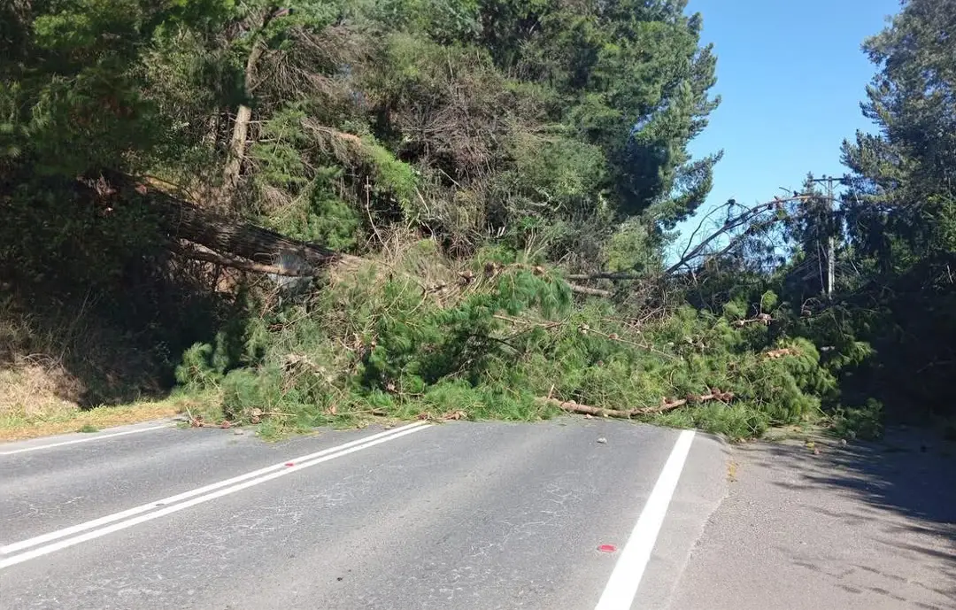 Fuertes rachas de viento en Villarrica causan caída de árboles, cortes de tránsito y energía eléctrica. ¡Máxima precaución!
