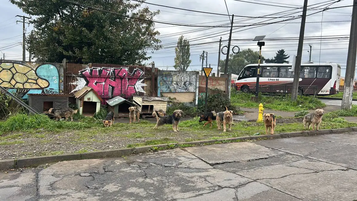 Perros callejeros en Temuco: Un reto para el bienestar animal y la salud pública