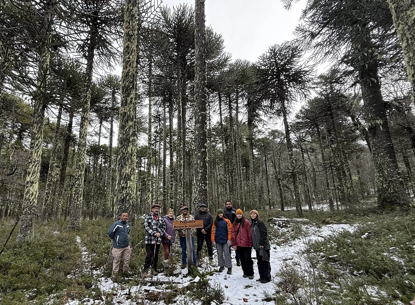Comunidad Mapuche Pewenche: Custodios ancestrales del árbol sagrado Araucaria