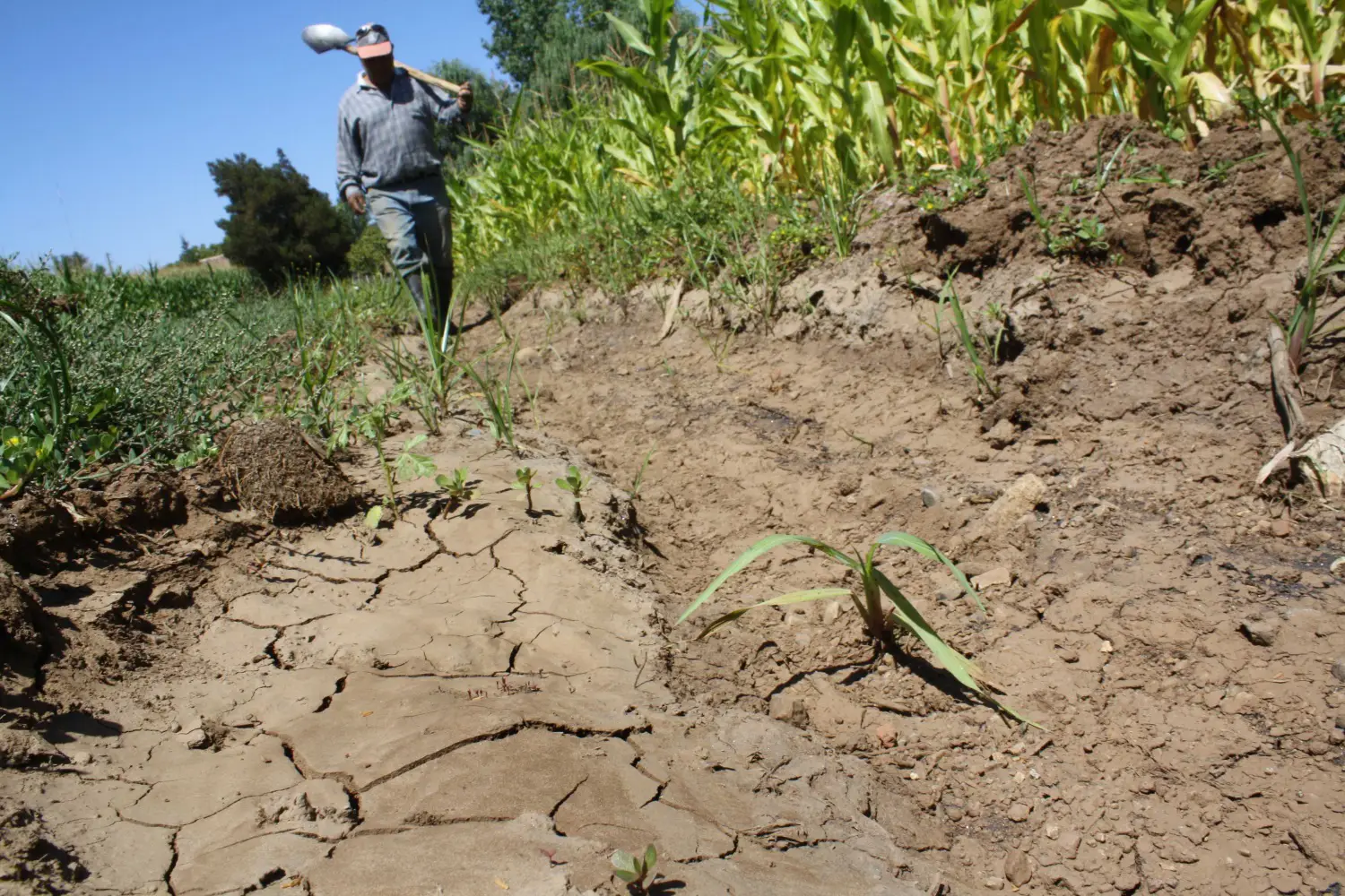 Crisis Agrícola en La Araucanía: Un llamado a la acción por parte de Alcaldes locales