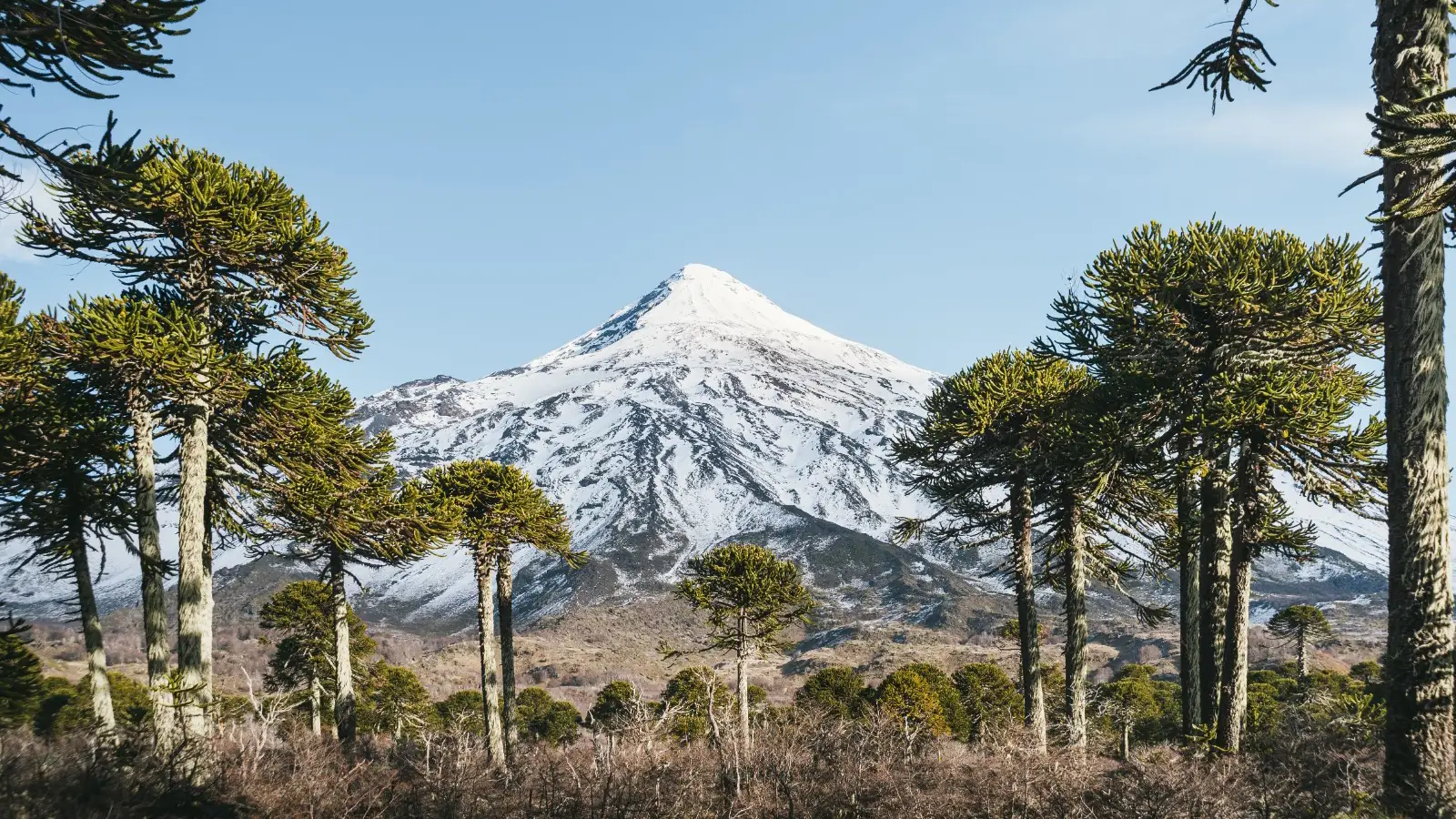 Gobierno detiene tala de 96 araucarias tras presión de comunidades en La Araucanía.