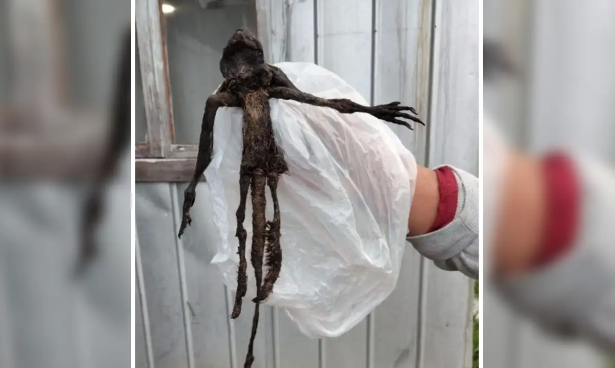 Hallazgo de extraño animal en Paillaco genera misterio y análisis del SAG