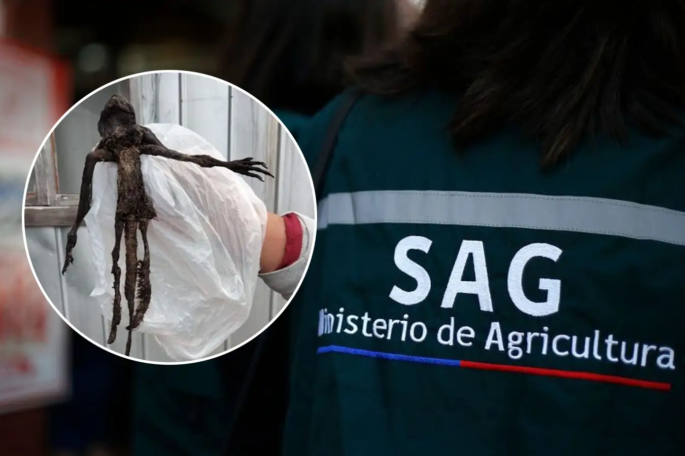 Misterio resuelto: SAG confirma origen de criatura hallada en Paillaco