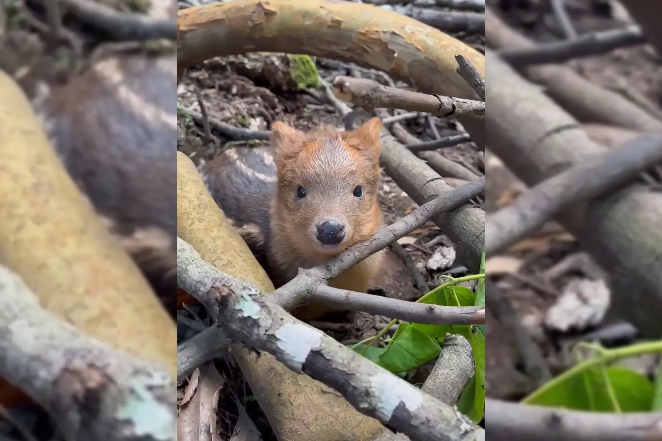 Pudú recién nacido roba miradas en centro de conservación de Villarrica