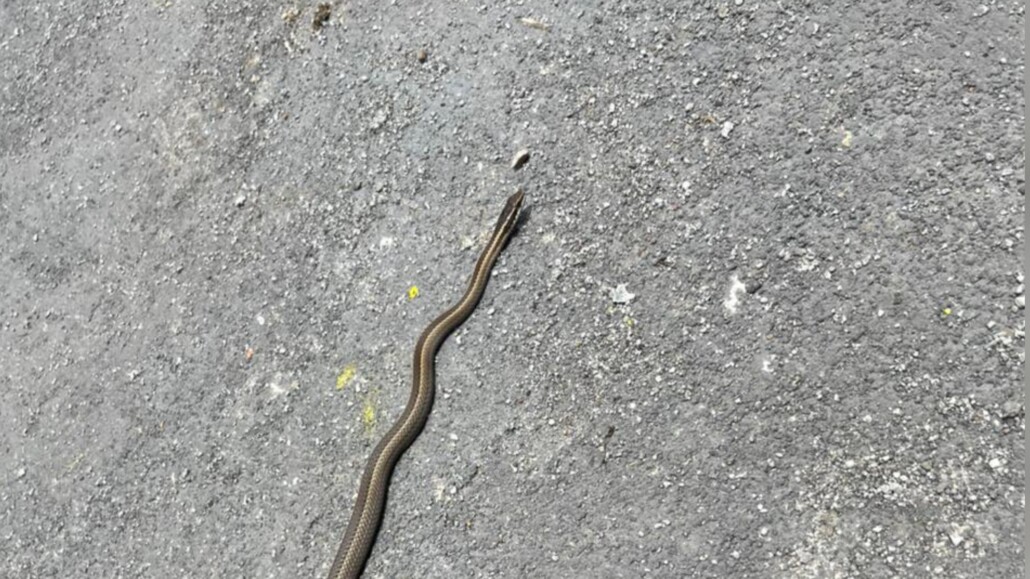 Serpiente sorprende a vecinos de Los Ángeles durante visita preventiva