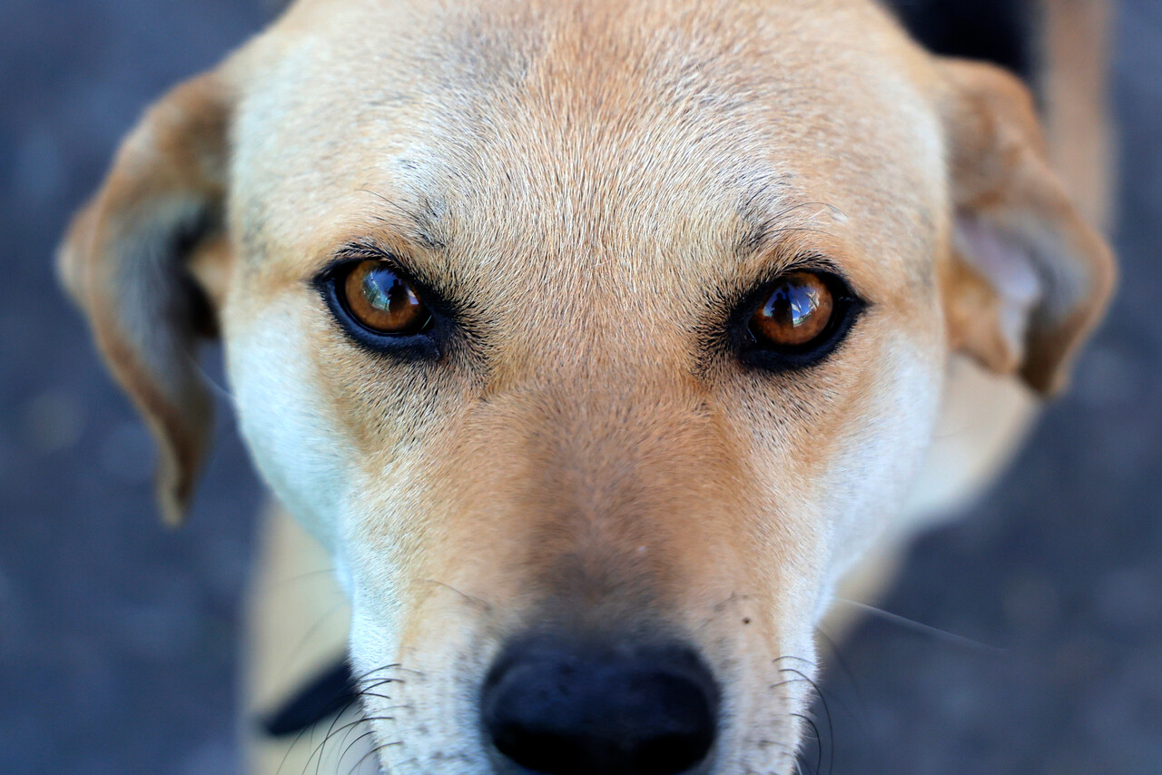 Caso de matanza de perros en Temuco genera críticas tras cierre de causa judicial.