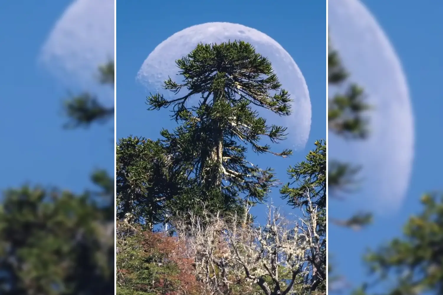 Fotografía de la luna con una araucaria sorprende por captura única en la zona de Villarrica