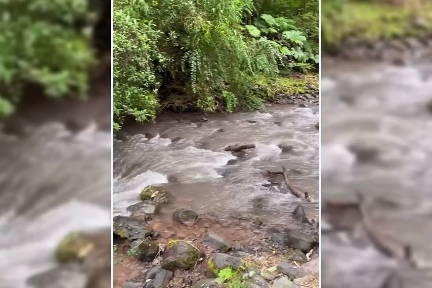 Pudú sorprende con inusual avistamiento en río del sector Cascadas en Lago Llanquihue