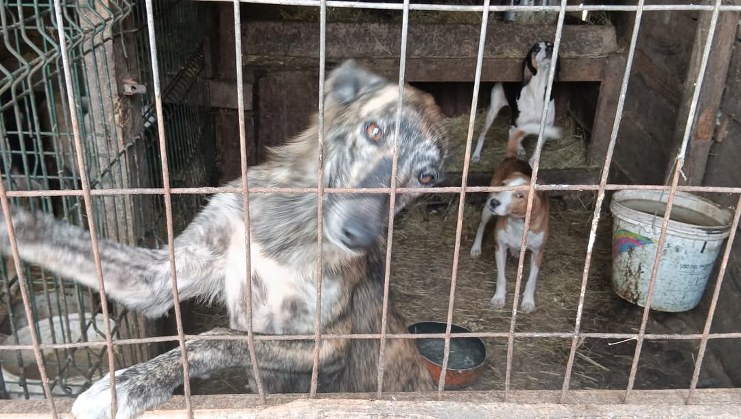 Dos caniles clandestinos en Victoria mantienen a más de veinte perros hacinados sin agua limpia ni alimentación. Maltrato animal
