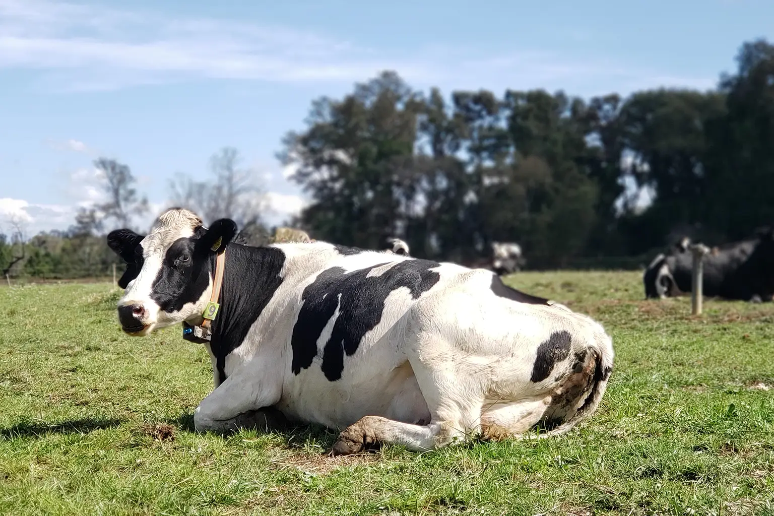 UFRO desarrolla collares inteligentes para ganado que detectan cojera y celo en vacas lecheras