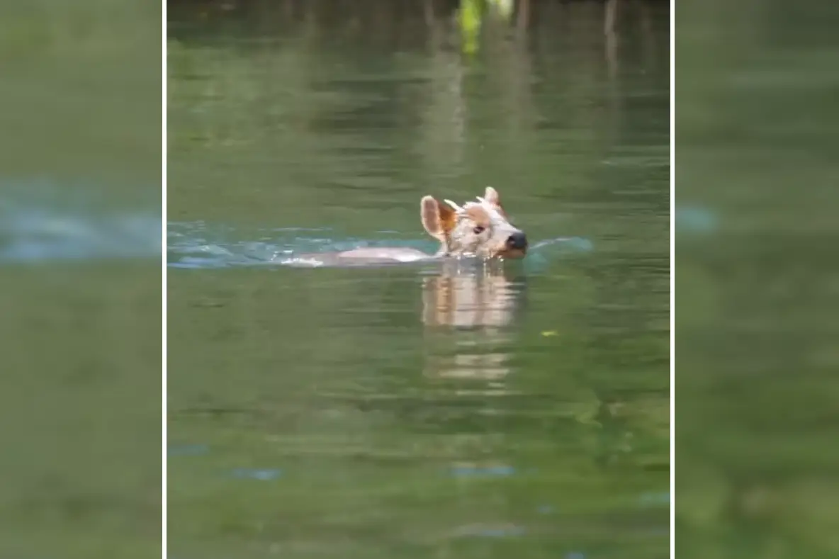 Increíble registro de un pudú en el río Maullín que emociona a los amantes de la naturaleza
