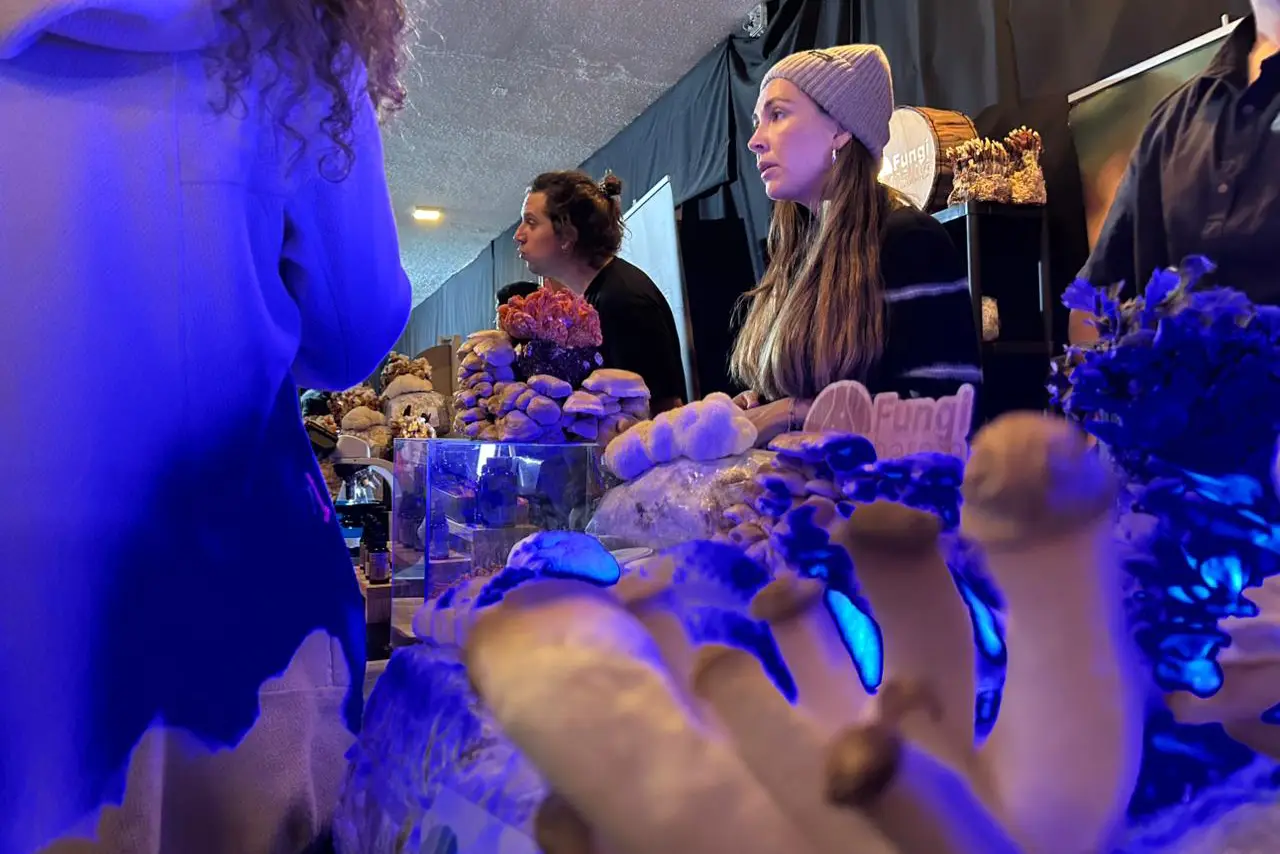 Festival Fungi Pucón 2026 destacó por su alta convocatoria y diversidad de actividades