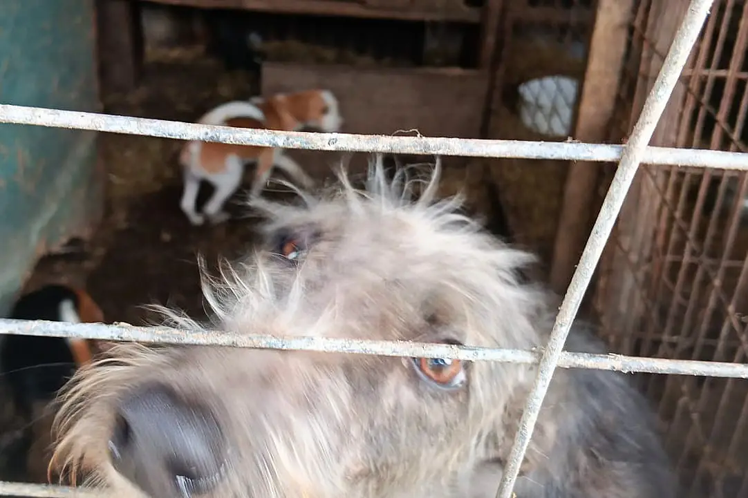 maltrato animal, canil clandestino