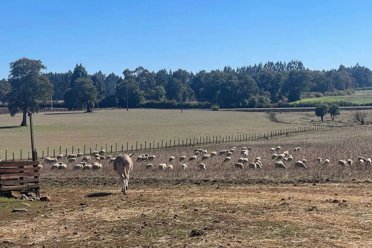Perros asilvestrados afectan ganadería ovina en La Araucanía