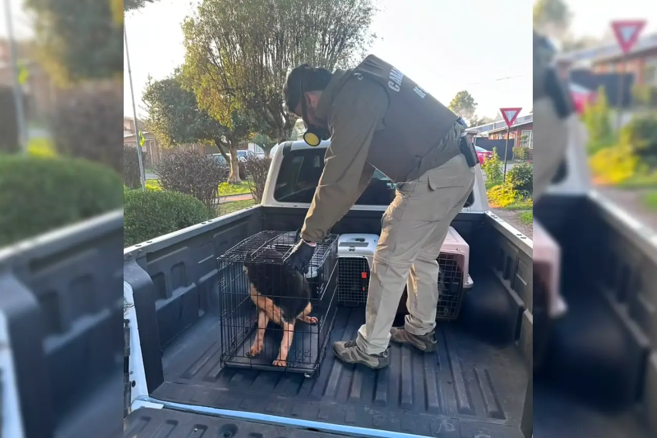Rescatan 19 mascotas y detienen a un hombre por presunto maltrato animal en Curacautín