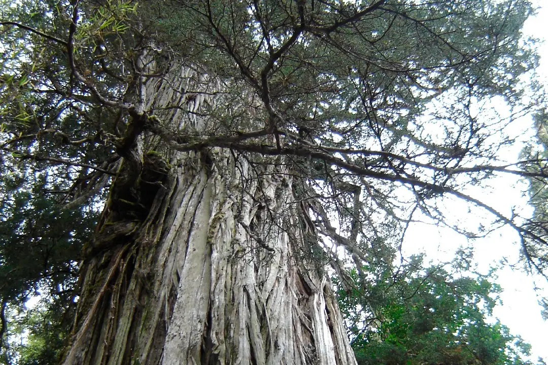 Ruta T-720 entre La Unión y Corral reabre debate por posible impacto en el Parque Nacional Alerce Costero
