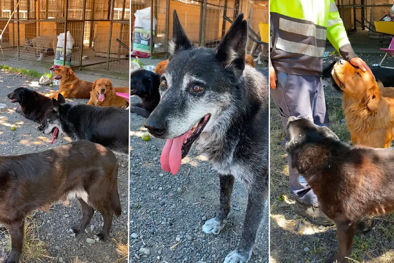 Canil municipal de Pucón avanza con apoyo de agrupaciones animalistas y el municipio