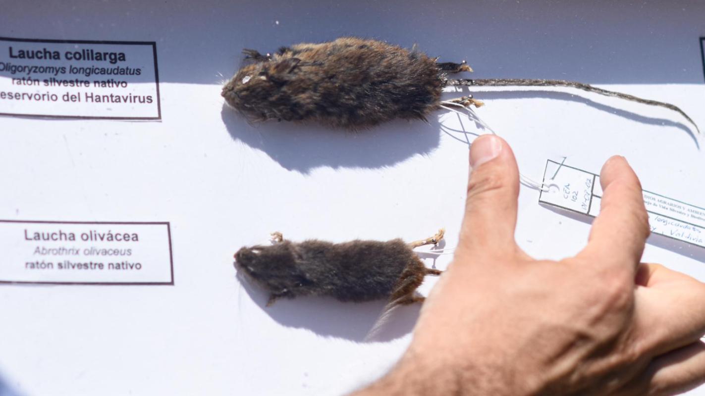 hantavirus