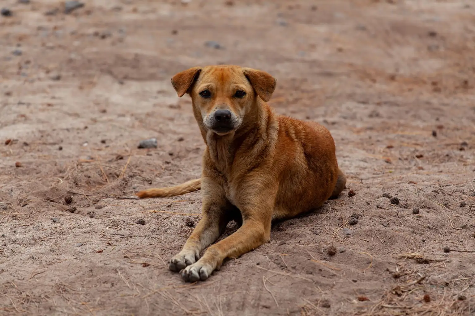 perros asilvestrados, perros ferales, Cámara de Diputados, bienestar animal, control canino